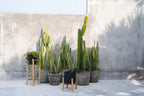 Plantenstandaard teakhout met pot terracotta, zwart naturel, 30 x 30 x 68 cm, voor droogbloemen