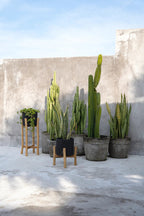 Bloempot terracotta met teakhouten standaard, zwart naturel, 28 x 28 x 36 cm, voor droogbloemen